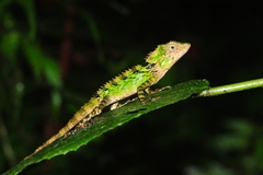 Dendragama boulengeri