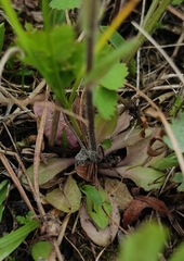 Arabis sagittata borealis