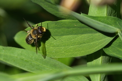 Megachile inermis