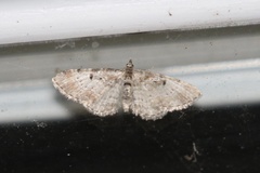 Eupithecia ravocostaliata