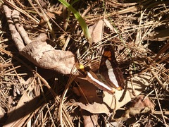 Adelpha paroeca paroeca