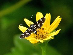 Bocchoris
