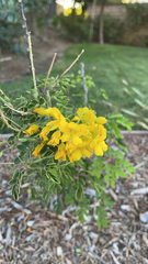 Erythrostemon mexicanus