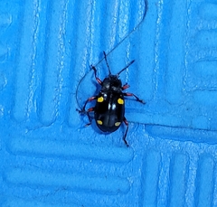 Eumorphus quadriguttatus pulchripes