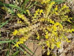 Sedum nuttallii