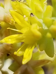 Sedum nuttallii