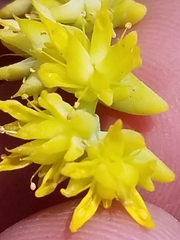 Sedum nuttallii