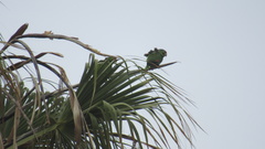 Amazona finschi × viridigenalis