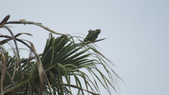 Amazona finschi × viridigenalis