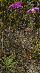 Phemeranthus calycinus