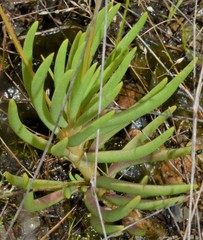 Phemeranthus calycinus
