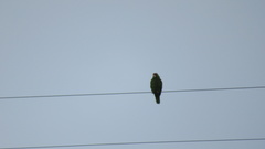 Amazona finschi × viridigenalis