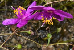 Phemeranthus calycinus