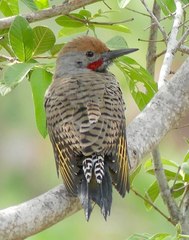 Gilded Flicker photo 2