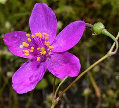 Phemeranthus calycinus