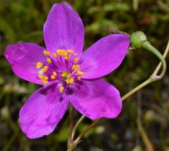 Phemeranthus calycinus