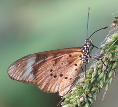 Acraea encedon encedon