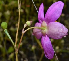 Phemeranthus calycinus