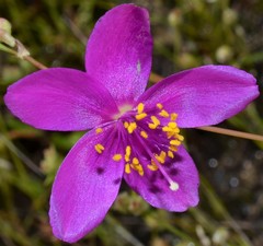 Phemeranthus calycinus