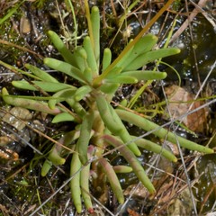 Phemeranthus calycinus