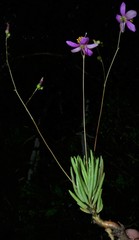 Phemeranthus calycinus