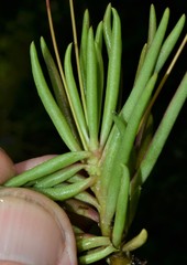 Phemeranthus calycinus