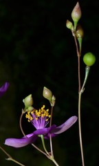 Phemeranthus calycinus