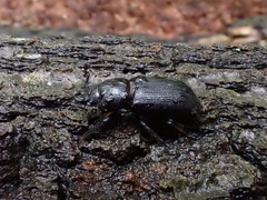 Dorcus