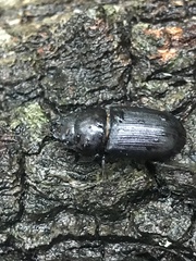Dorcus
