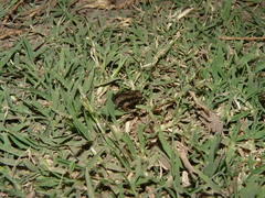 Physalaemus biligonigerus