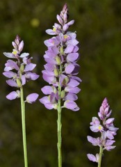 Polygala ambigua