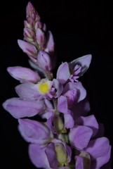 Polygala ambigua
