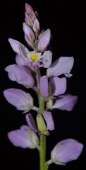 Polygala ambigua