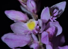 Polygala ambigua