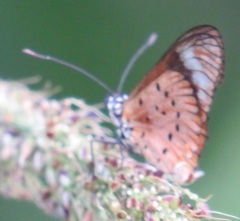Acraea encedon encedon