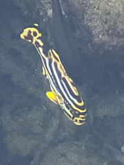 Plectorhinchus vittatus