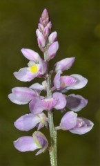 Polygala ambigua