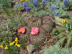 Pediocactus nigrispinus