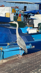 Ardea cinerea
