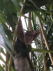 Opsiphanes invirae
