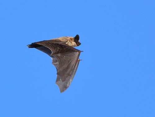 Canyon Bat