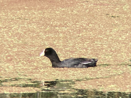 photo of American Coot (Fulica americana)