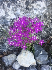 Zeltnera beyrichii