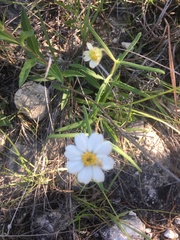 Zeltnera beyrichii