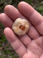 Lepiota haemorrhagica