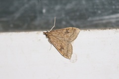 Udea profundalis