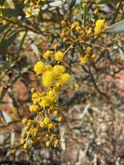 Acacia jennerae