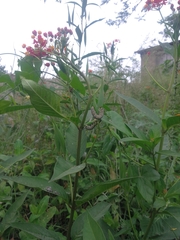 Asclepias curassavica