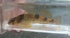 Meramec Saddled Darter photo 3
