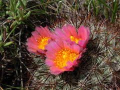 Pediocactus nigrispinus